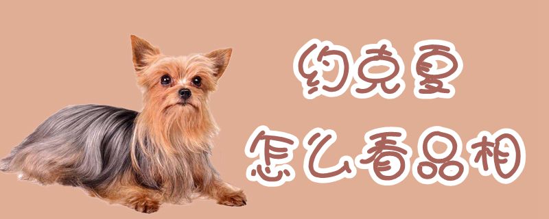 约克夏如何看品相