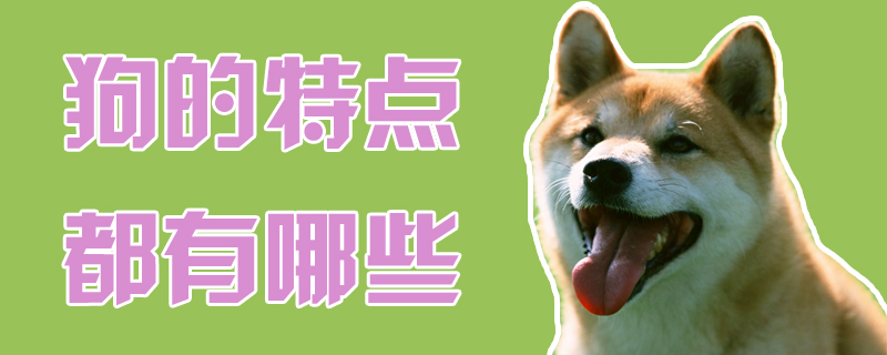 狗的特征都有什么