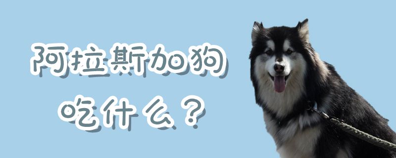 阿拉斯加狗吃那些