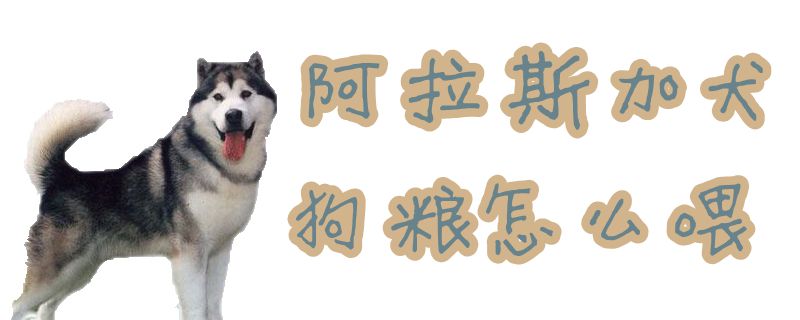 阿拉斯加犬狗粮如何喂