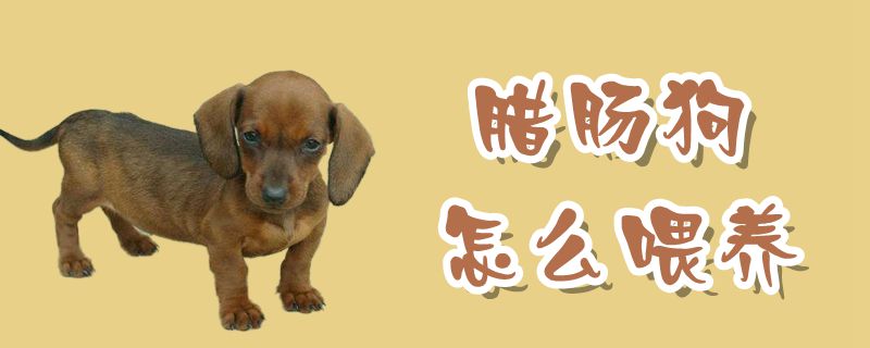 腊肠狗如何喂养