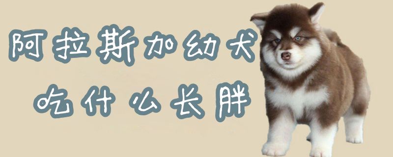 阿拉斯加幼犬吃那些长胖