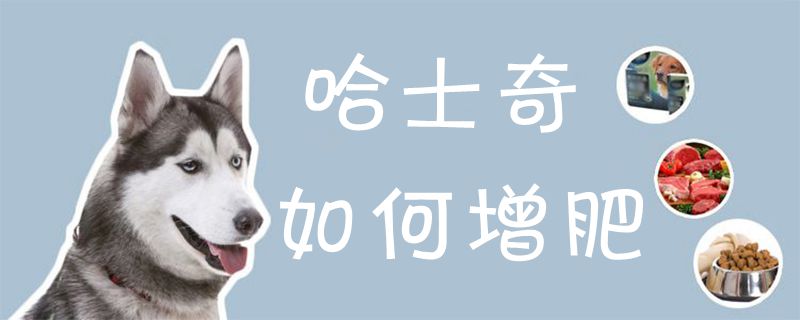 哈士奇怎么样增肥