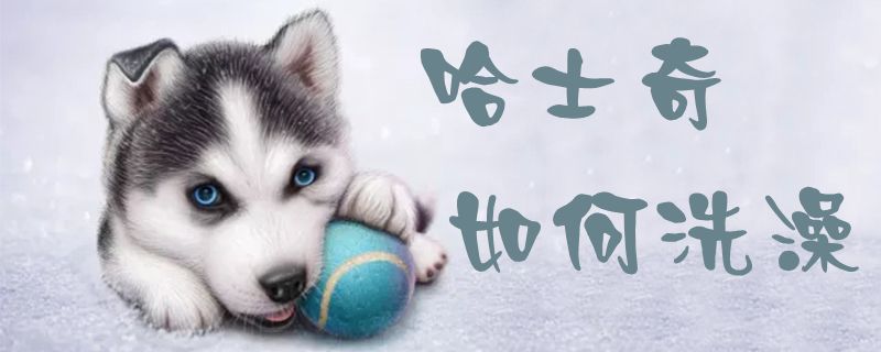 哈士奇怎么样洗澡