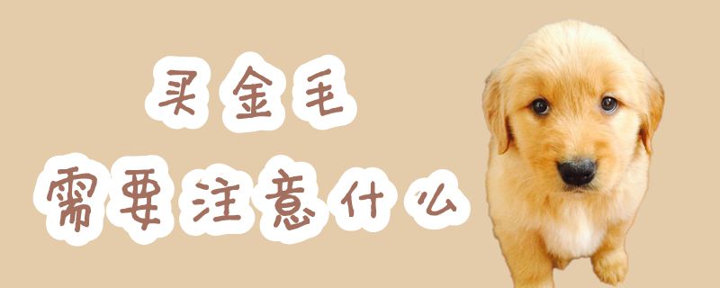 买金毛应该注意什么