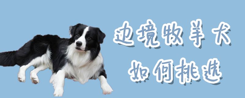 边境牧羊犬怎么样挑选