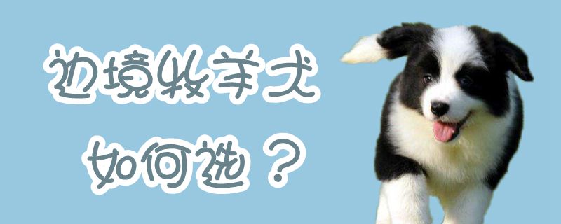 边境牧羊犬怎么样选