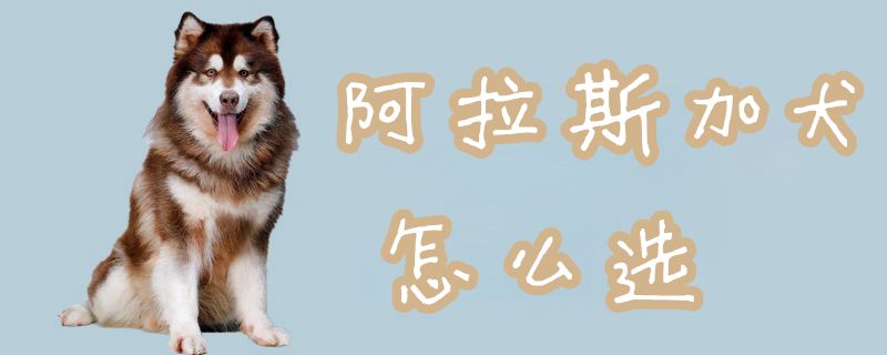 阿拉斯加犬如何选