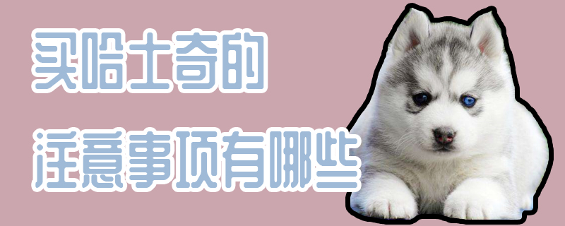买哈士奇的有什么需要注意的地方