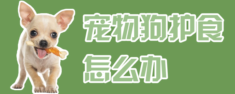 宠物狗护食如何解决