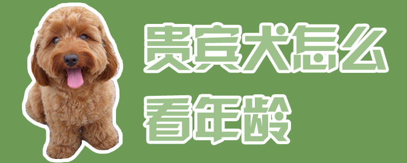 贵宾犬如何看年龄
