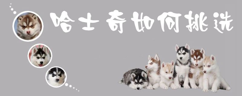 哈士奇怎么样挑选