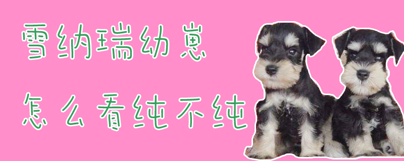 雪纳瑞幼崽如何看纯不纯