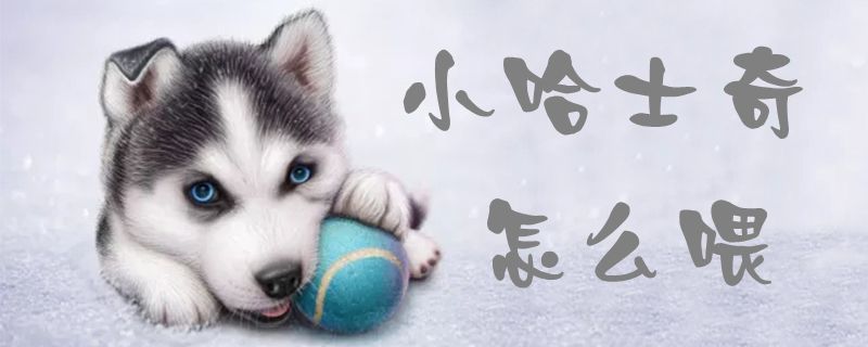 小哈士奇如何喂
