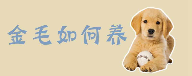 金毛怎么样养