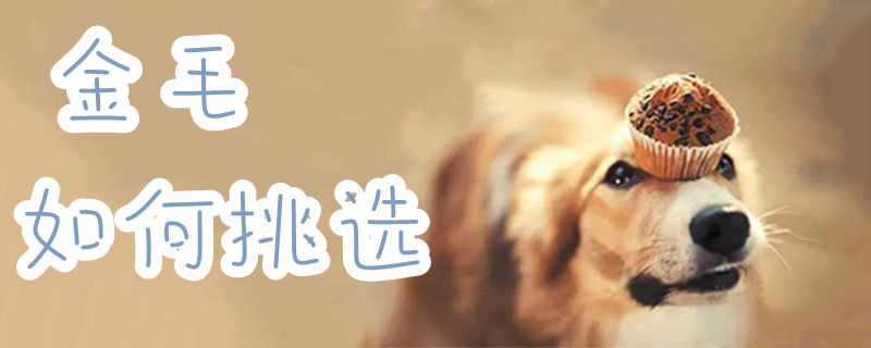 金毛怎么样挑选