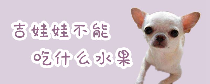 吉娃娃不可以吃那些水果