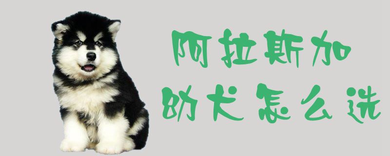 阿拉斯加幼犬如何选