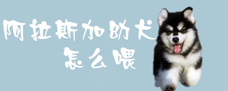 阿拉斯加幼犬如何喂