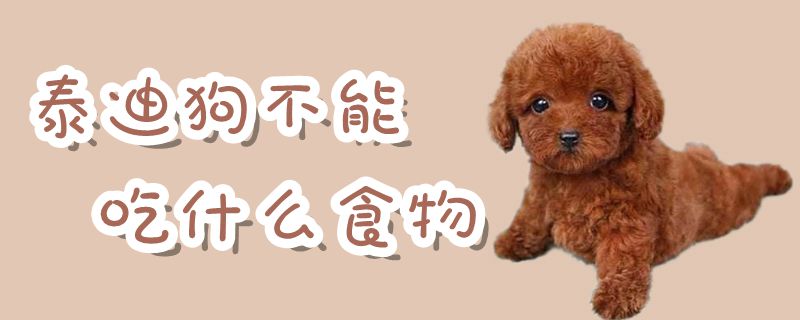 泰迪狗不可以吃那些食物