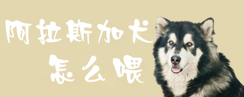 阿拉斯加犬如何喂