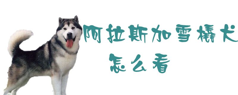 阿拉斯加雪橇犬如何看