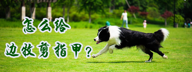 如何给边牧剪指甲