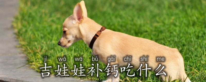 吉娃娃补钙吃那些
