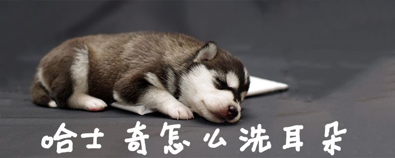 哈士奇如何洗耳朵