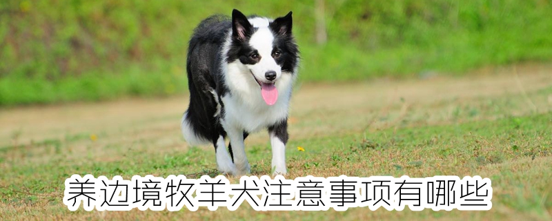 养边境牧羊犬有什么需要注意的地方