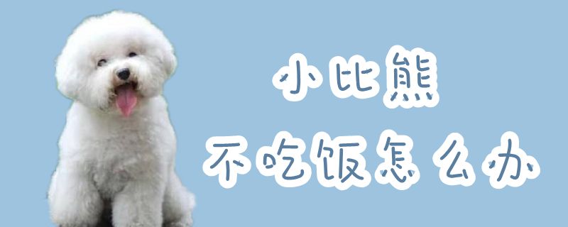 小比熊不吃饭如何解决