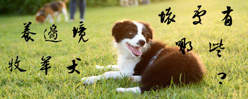 养边境牧羊犬的坏处有什么