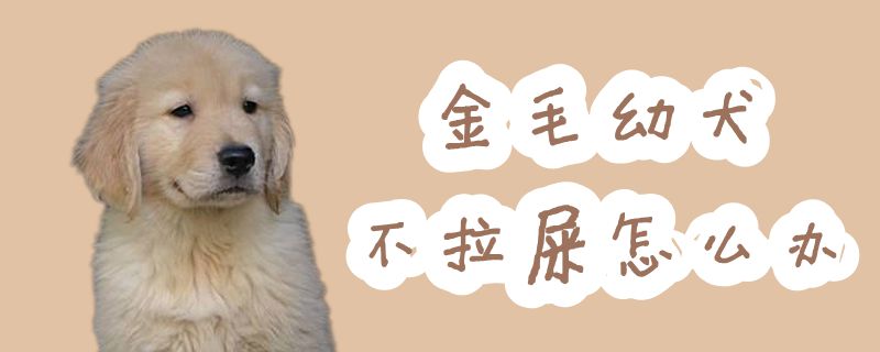 金毛幼犬不拉大便如何解决