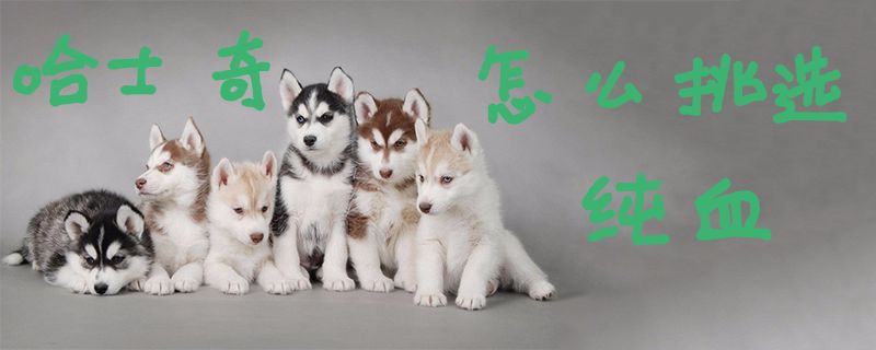 哈士奇如何挑选纯血