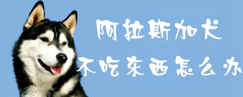 阿拉斯加犬不吃东西如何解决