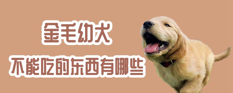 金毛幼犬不可以吃的东西有什么