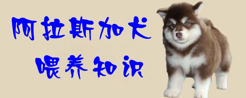 阿拉斯加犬喂养常识有什么