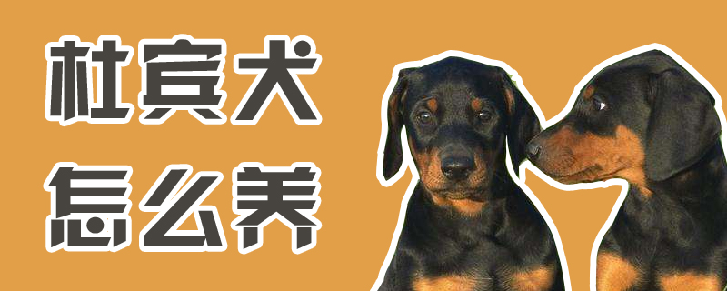 杜宾犬如何养