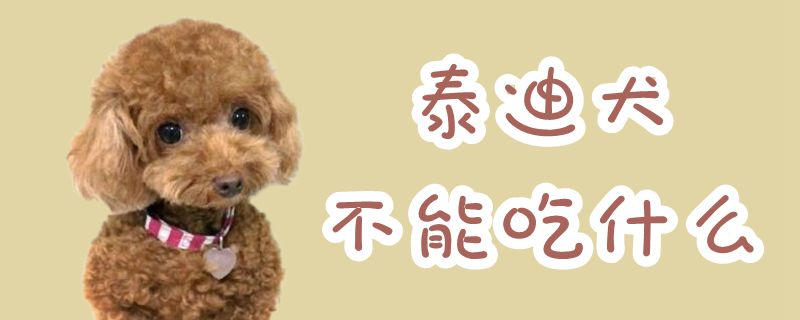 泰迪犬不可以吃那些