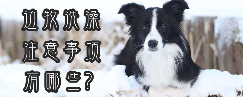 边牧洗澡有什么需要注意的地方