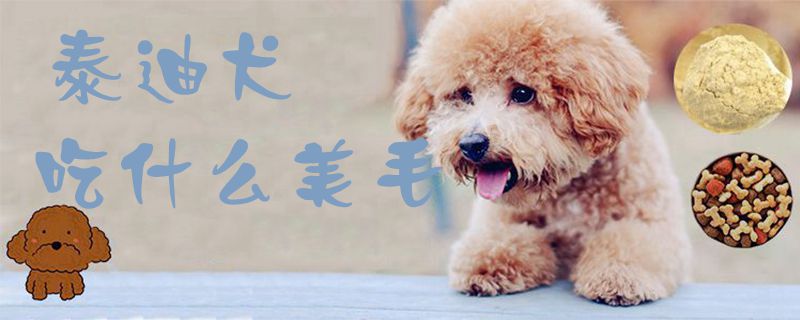 泰迪犬吃那些美毛