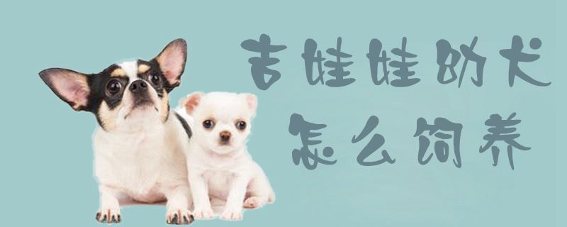 吉娃娃幼犬如何饲养