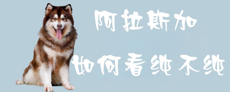阿拉斯加怎么样看纯不纯