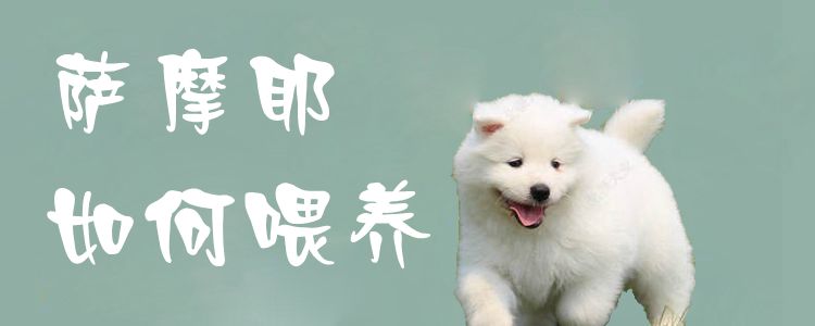 萨摩耶怎么样喂养