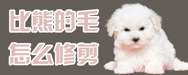 比熊的毛如何修剪