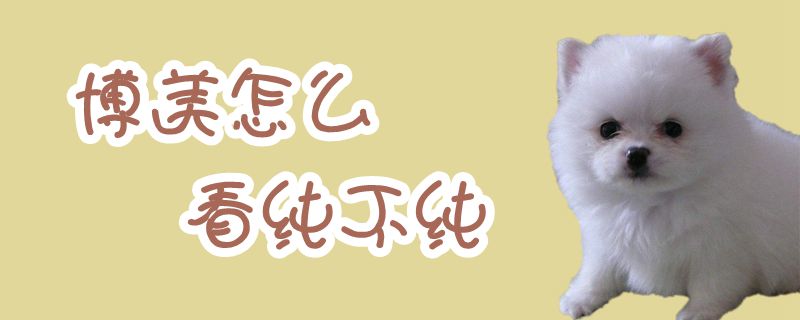 博美如何看纯不纯