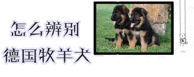 如何分辨德国牧羊犬