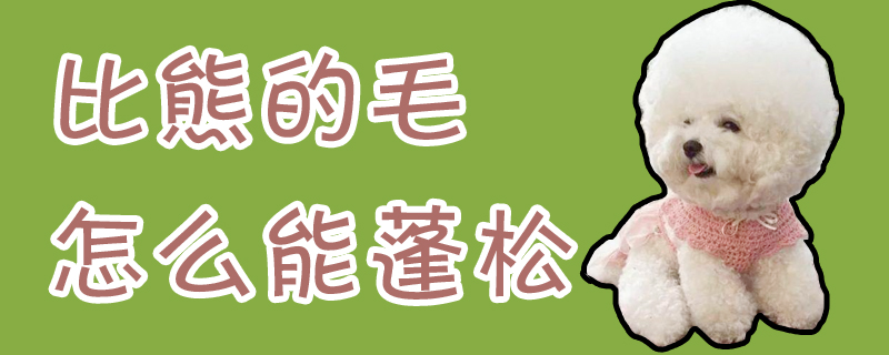 比熊的毛如何能蓬松