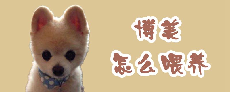 博美如何喂养