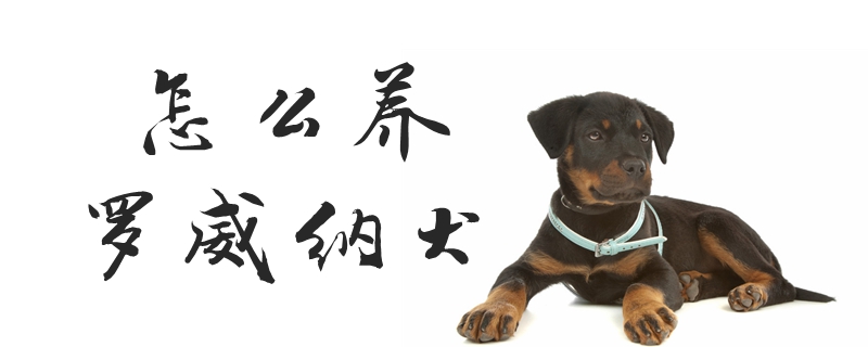 如何养罗威纳犬